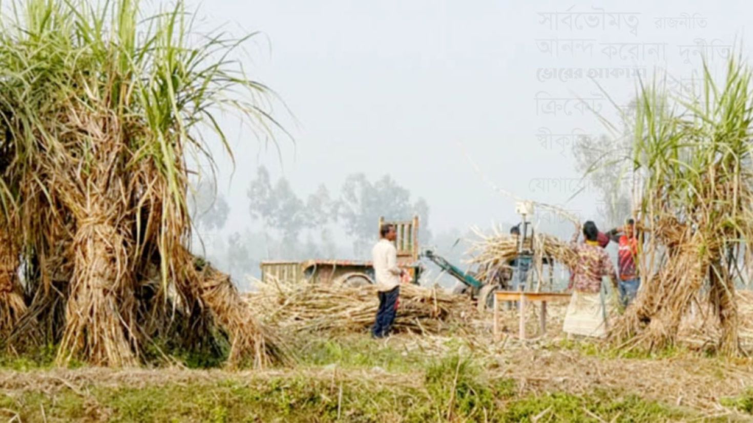 ন্যায্য মূল্য না পাওয়ায় আখ যাচ্ছে ক্রাশার মিলে: ব্যাহত হচ্ছে লক্ষ্যমাত্রা অর্জন