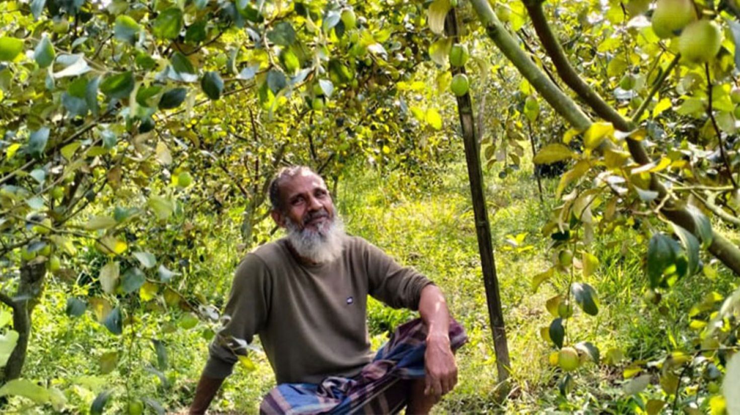 নবীগঞ্জে কাশ্মীরি কুলের বাম্পার ফলন