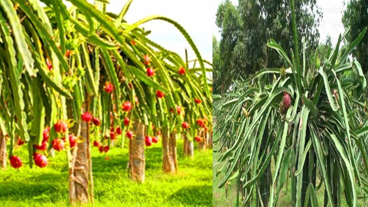 ভালুকায় ড্রাগন চাষে সাফল্যের প্রত্যাশা কৃষকের