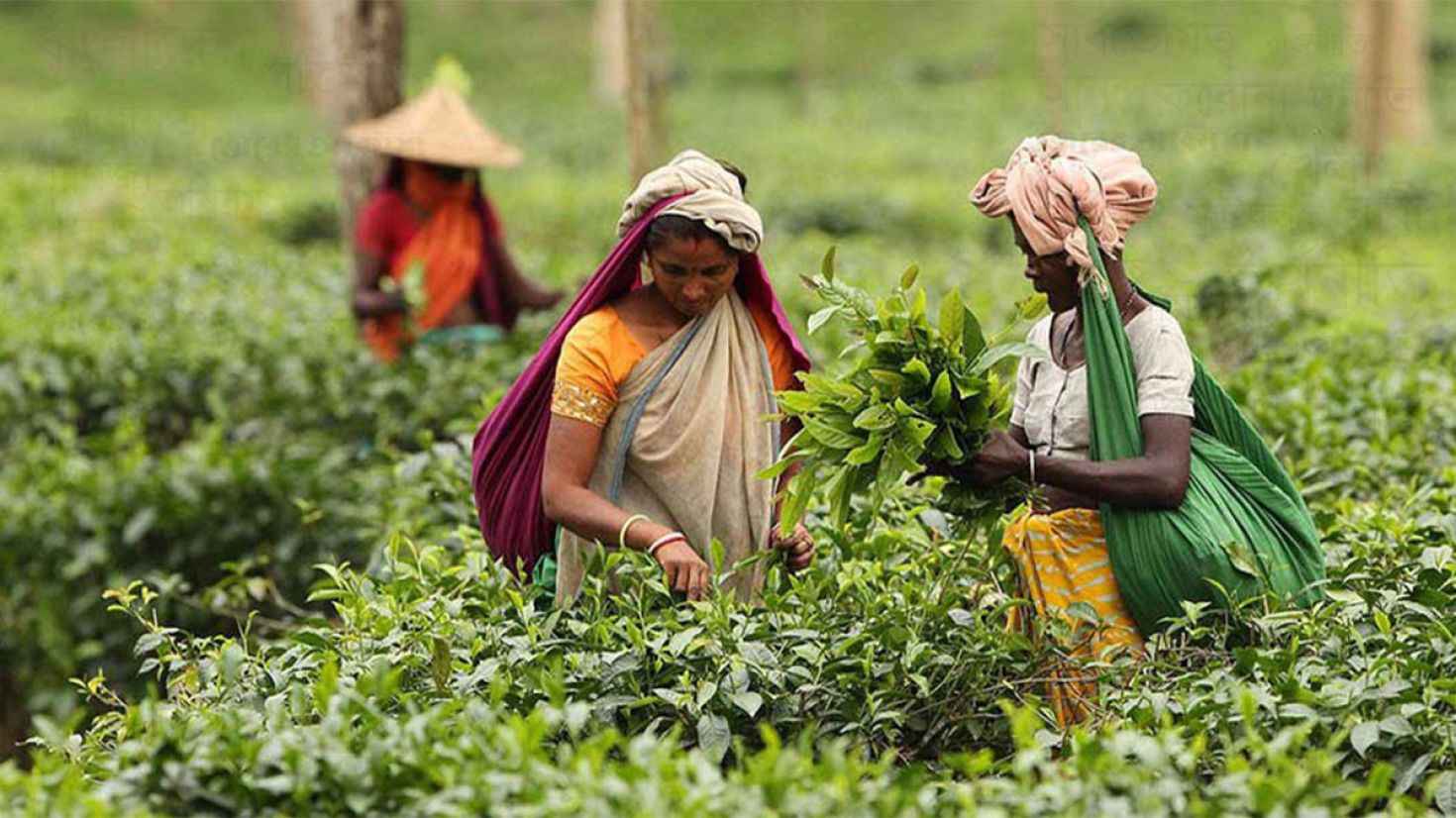 বকেয়া মজুরি তিন কিস্তিতে ১১ হাজার টাকা করে পাবেন চা শ্রমিকরা