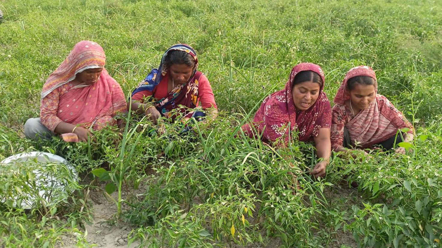 শরীয়তপুরের কাঁচা মরিচ রপ্তানি হবে ইউরোপে