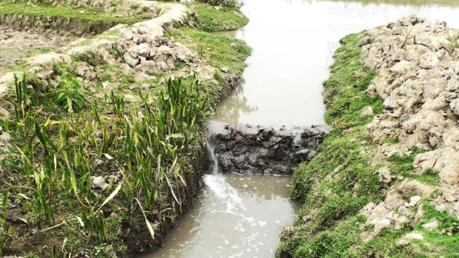 রামপালে লবণ পানিতে নষ্ট হচ্ছে জমির ধান