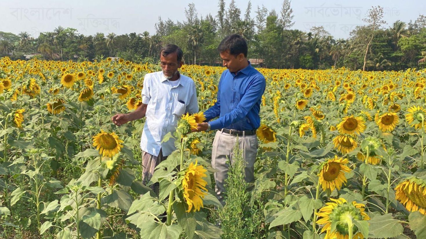 শিক্ষকতা ছেড়ে সফল কৃষক মোস্তফা