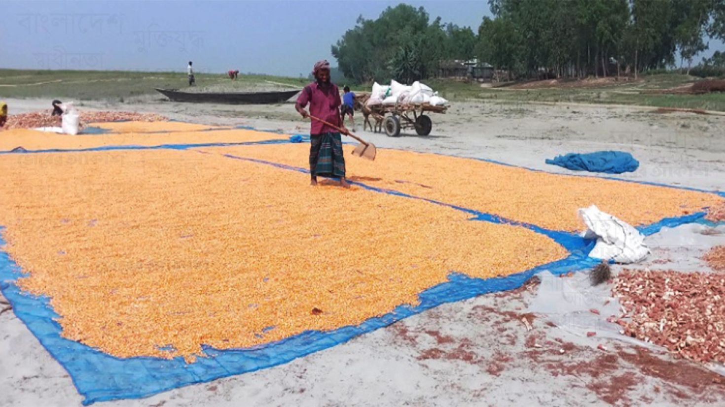 বগুড়ার চরাঞ্চলে ভুট্টার বাম্পার ফলন: দামে খুশি কৃষক