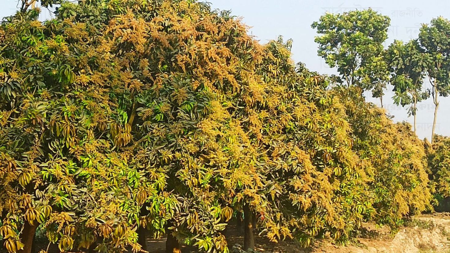 মুকুলে ছেয়ে গেছে বাগান, স্বপ দেখছেন আম চাষিরা