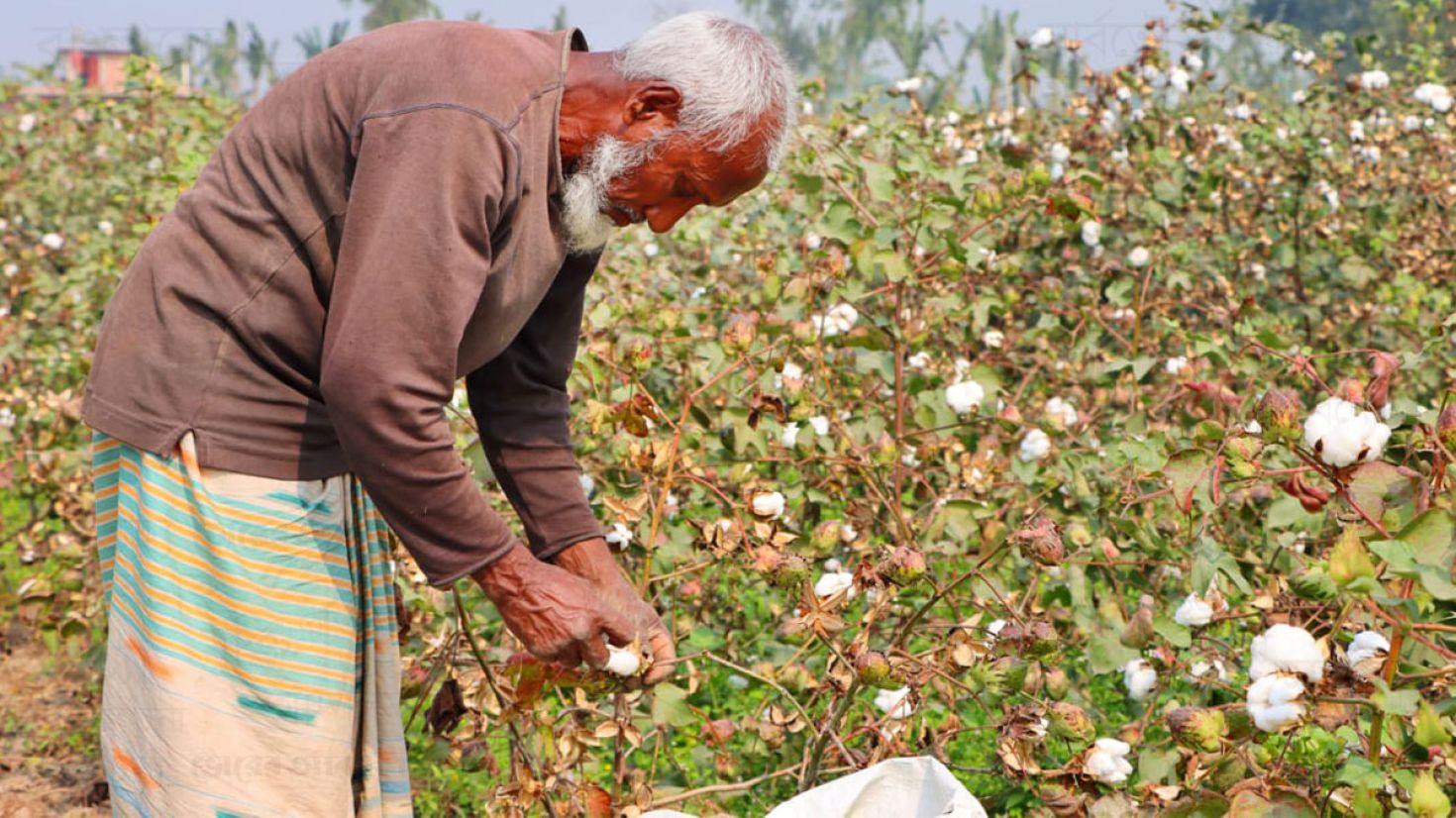 তুলা চাষে ঝুঁকছেন গাইবান্ধার কৃষকরা