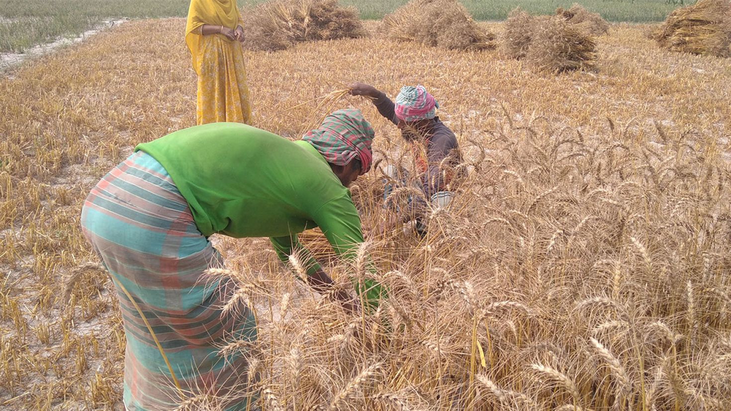 গাইবান্ধায় গমের উৎপাদন লক্ষ্যমাত্রার অধিক: দ্বিগুণ লাভের আশা