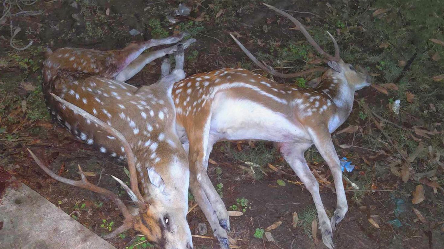 পাথরঘাটার ইকোপার্কে দুটি মৃত হরিণ উদ্ধার