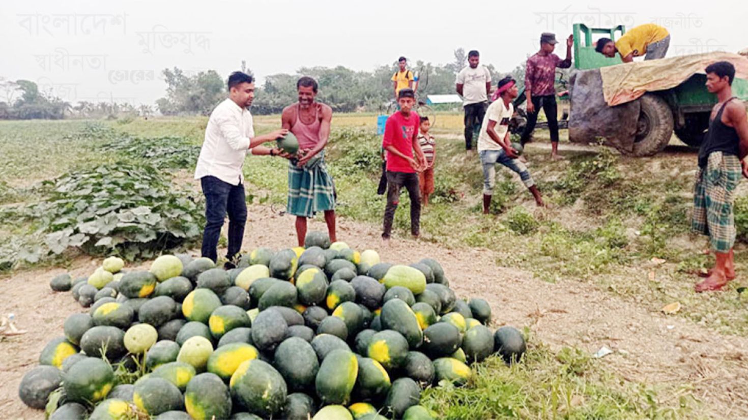 ফেনীতে তরমুজের বাম্পার ফলন, দ্বিগুণ লাভের আশা কৃষকদের