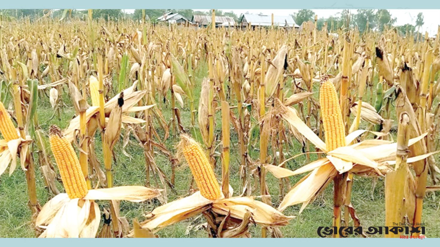 ইসলামপুরে ভুট্টার বাম্পার ফলন, কৃষকের মুখে হাসি