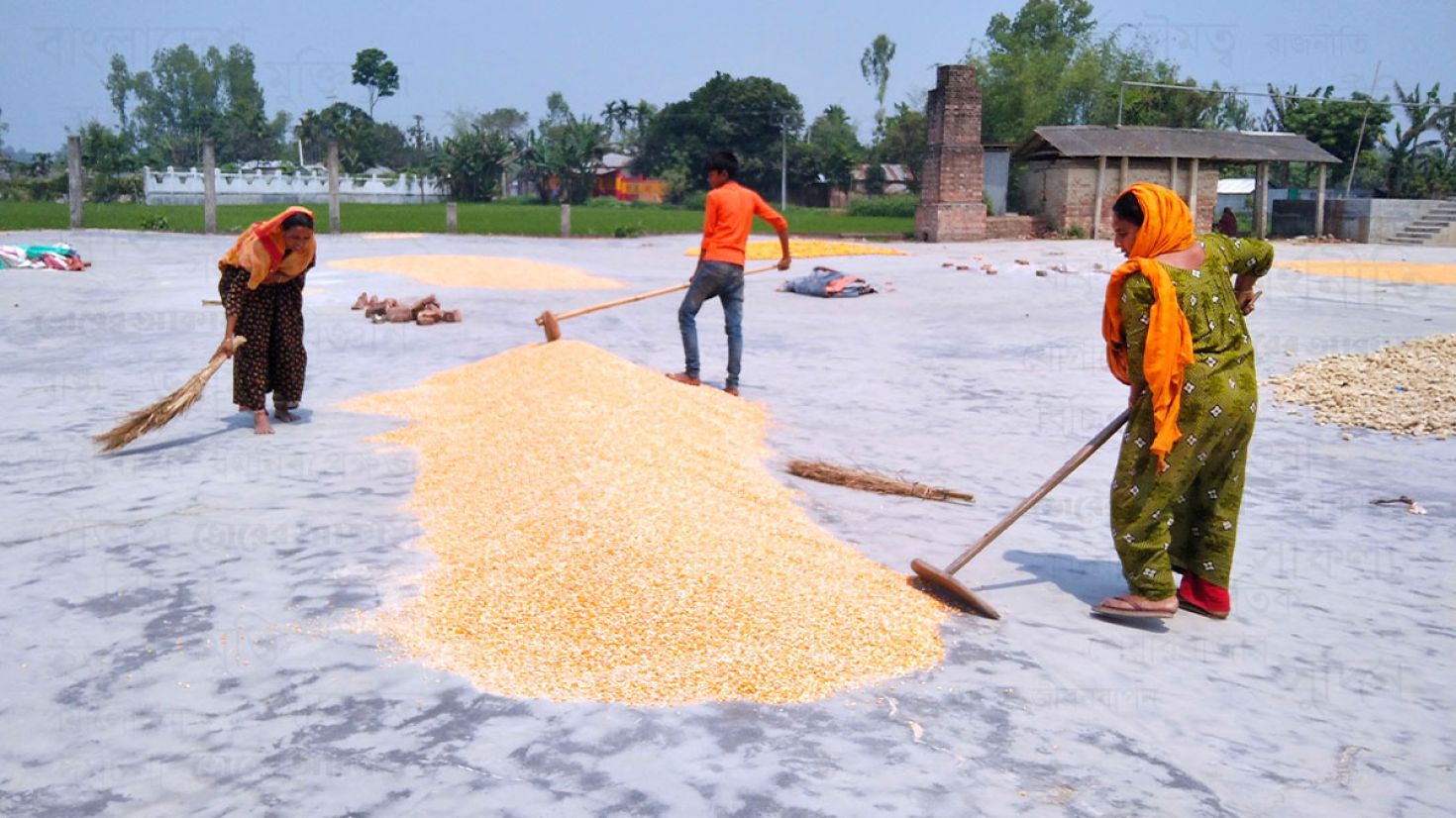 গাইবান্ধায় এবার লক্ষমাত্রা ১ লাখ ৯০ হাজার টন ভুট্টা