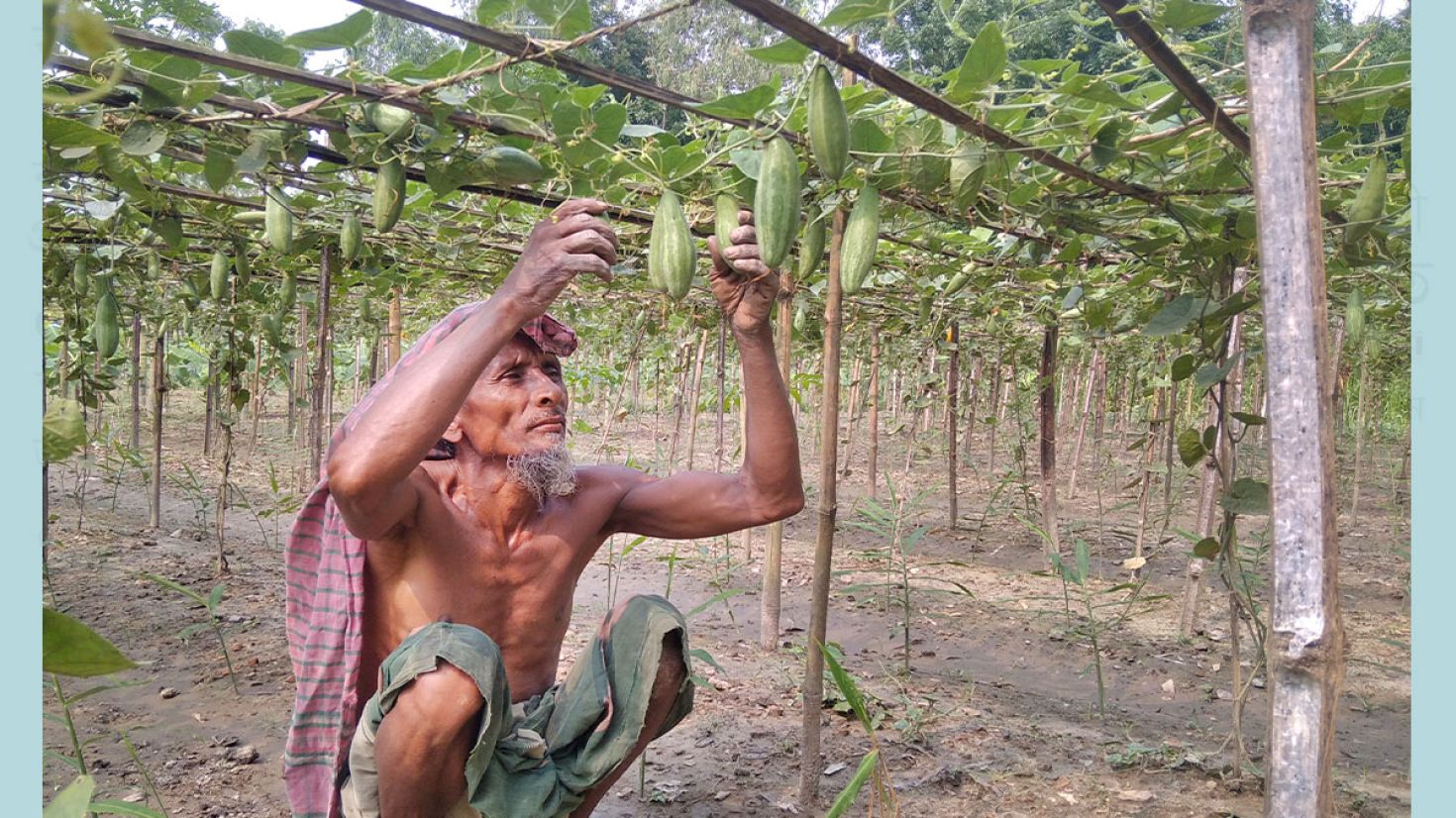 দ্বিগুণ লাভের আশায় পটল চাষে ঝুঁকছেন চাষিরা