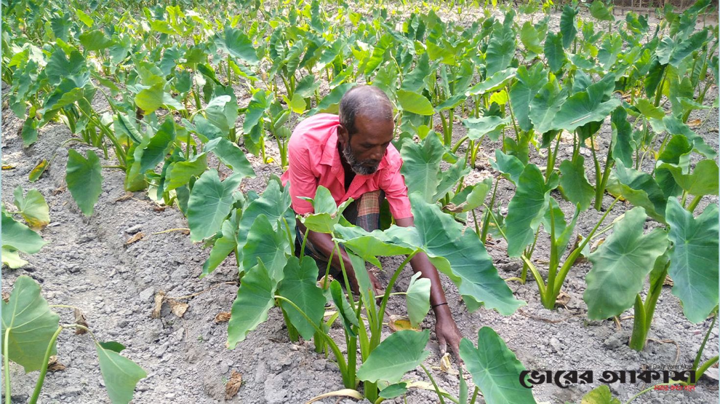 গাইবান্ধায় কদর বেড়েছে কচুর