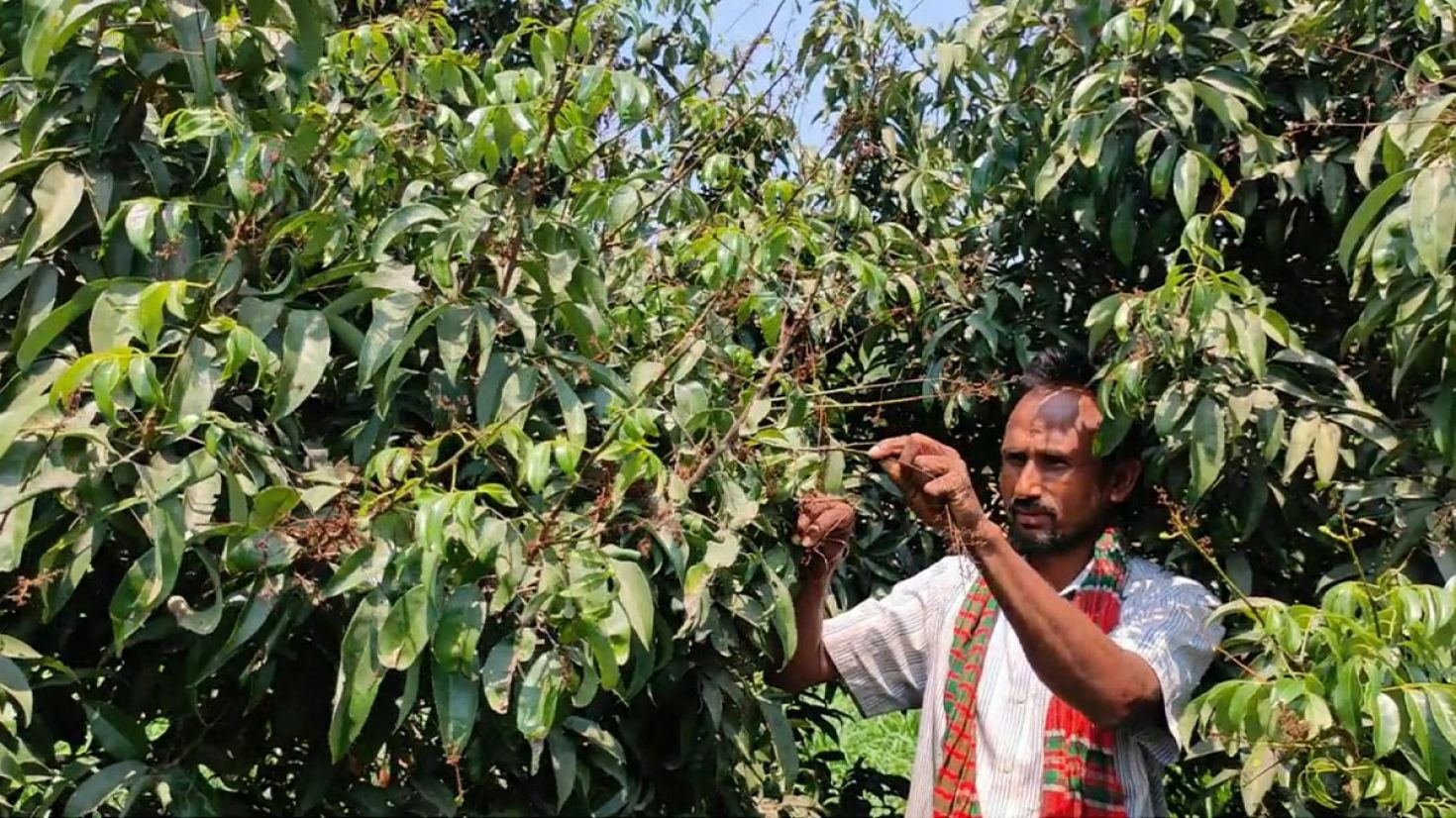 ঘোড়াঘাটে ঝরে যাচ্ছে লিচুর ফুল, লোকসানের শঙ্কায় চাষি