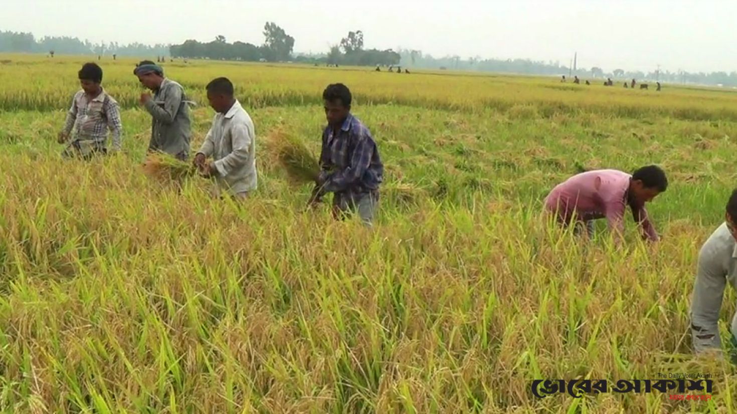 আগাম জাতের ধান কাটার ধুম