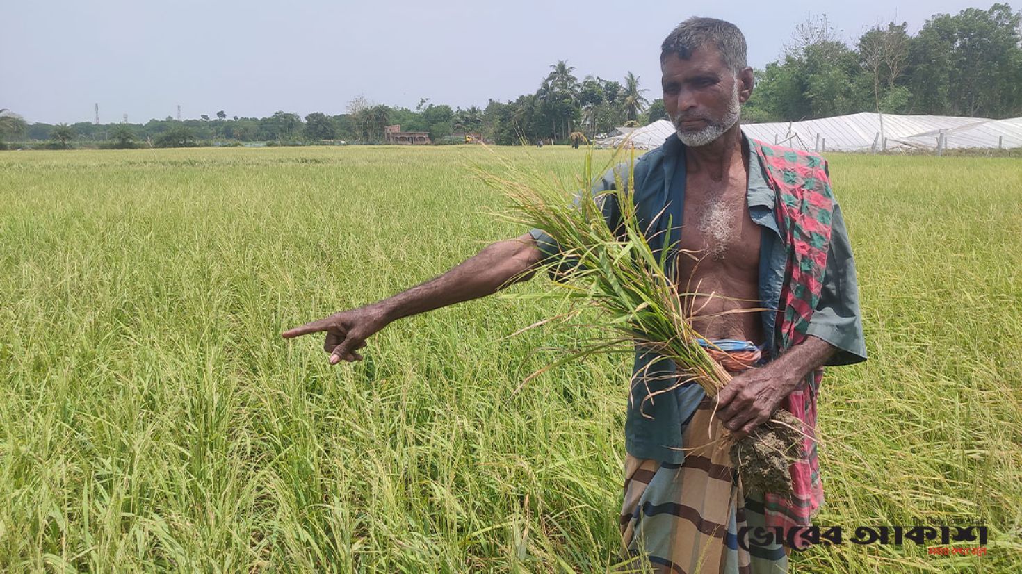 কালীগঞ্জে শিলাবৃষ্টিতে ফসলের ব্যাপক ক্ষতি 