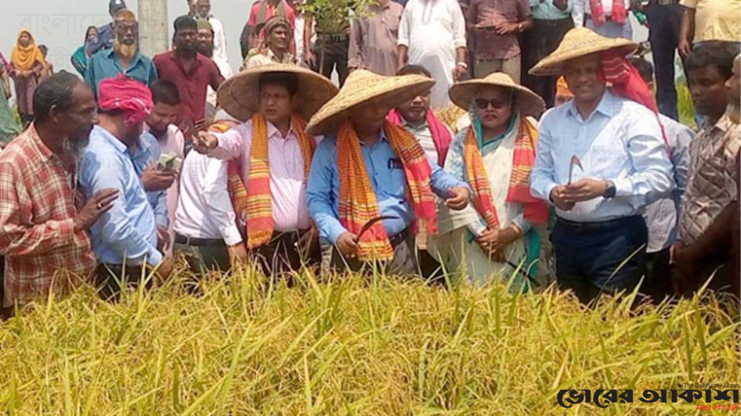 বগুড়ায় কৃষকের ধান কেটে দিলেন ডিসি