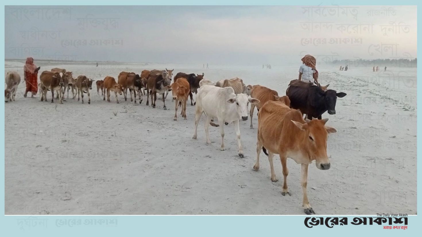 গরু পালন করে দিন বদলের স্বপ্ন দেখছেন চরবাসী