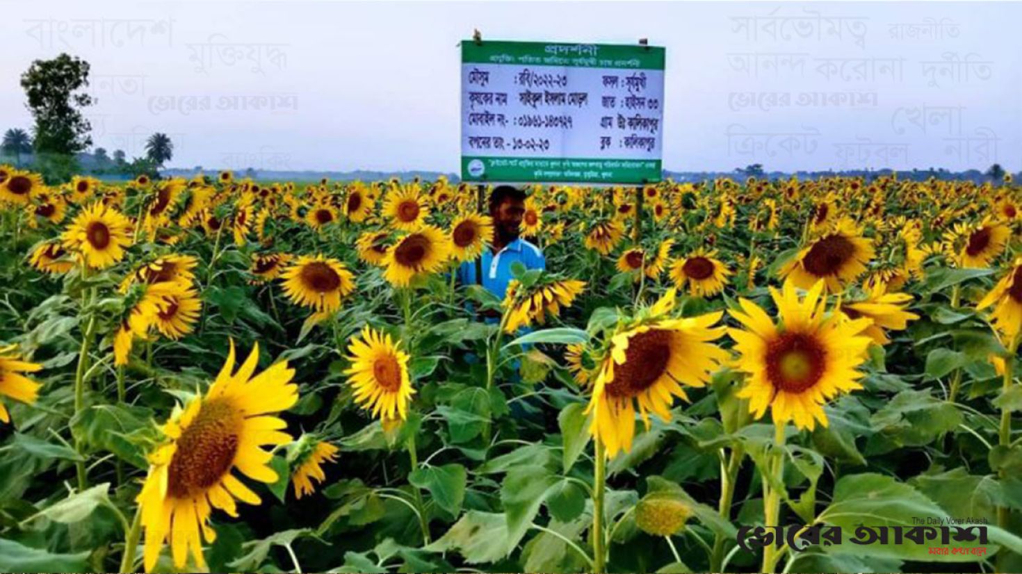 লবণাক্ত জমিতে সূর্যমুখী চাষ, স্বপ্ন বুনছেন কৃষক