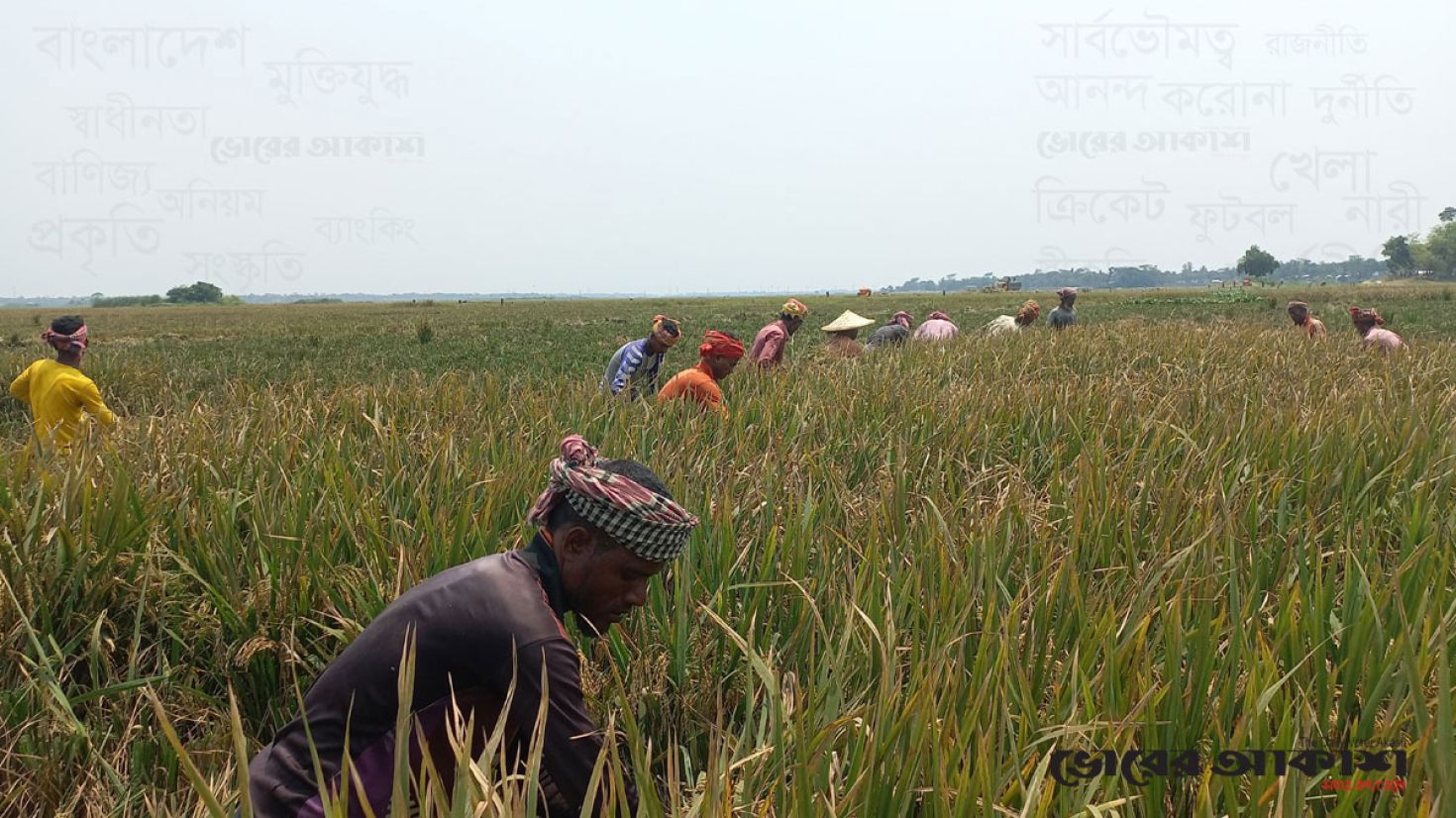 হাওরে ধান কাটার ধুম, বাম্পার ফলনে খুশি কৃষক