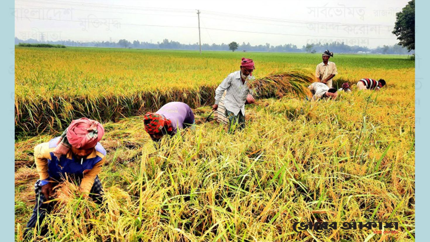 বগুড়ায় ধানের বাম্পার ফলন, কৃষকের মুখে হাসি