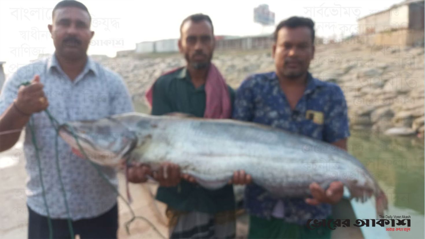 পদ্মায় জেলের জালে ধরা এক বোয়াল বিক্রি হলো ৪৫ হাজার ৬০০ টাকায়