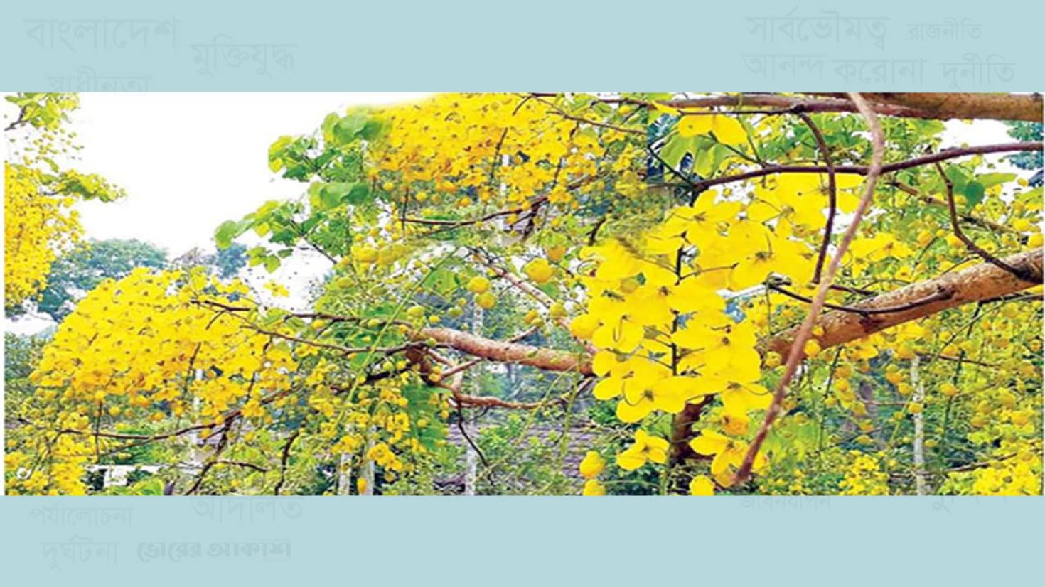 সীতাকুন্ডে গ্রাম-বাংলার শোভা ও ঐতিহ্য সোনালু ফুল