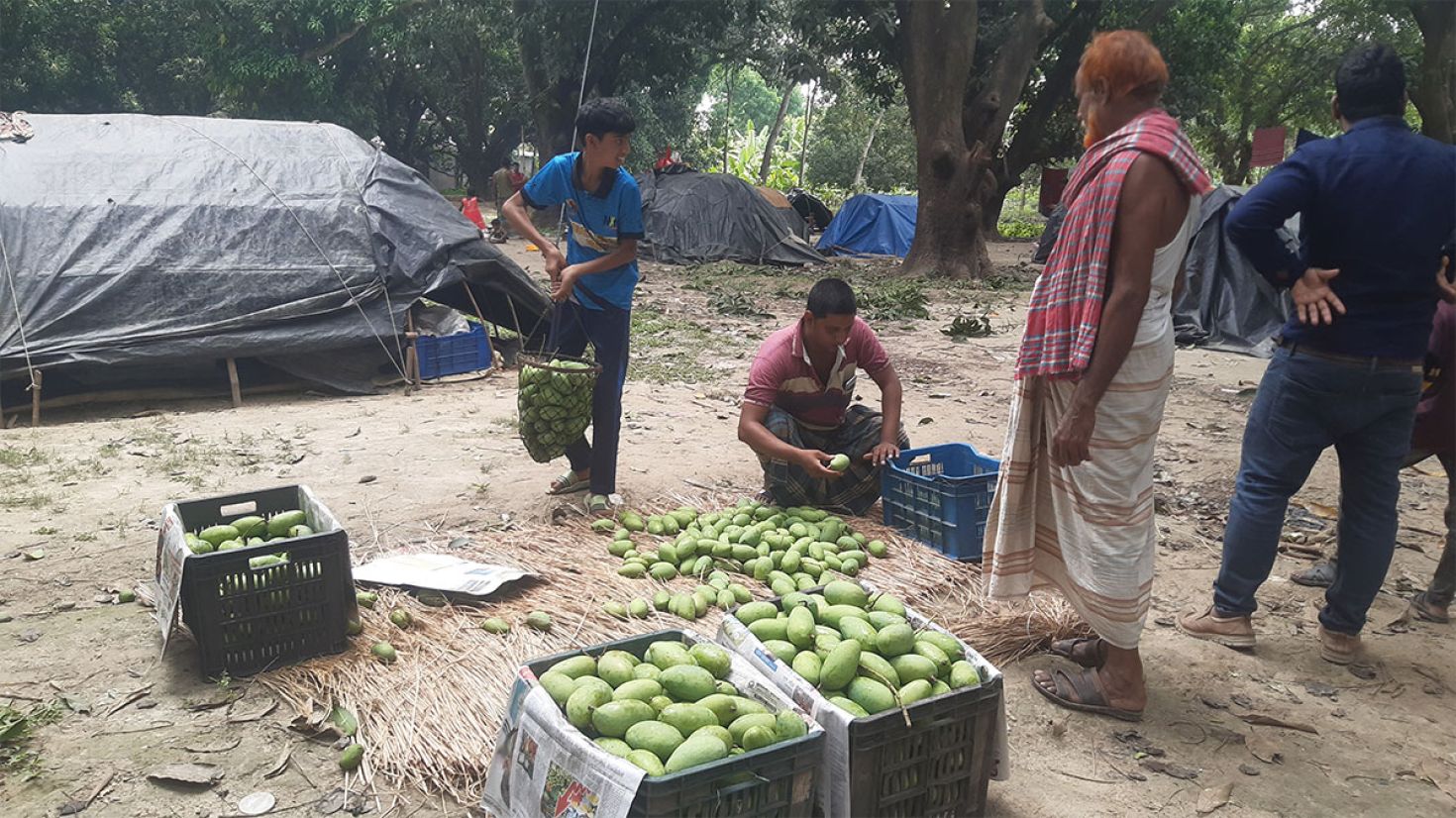 রাজশাহীতে আমপাড়া ও বাজারজাত শুরু