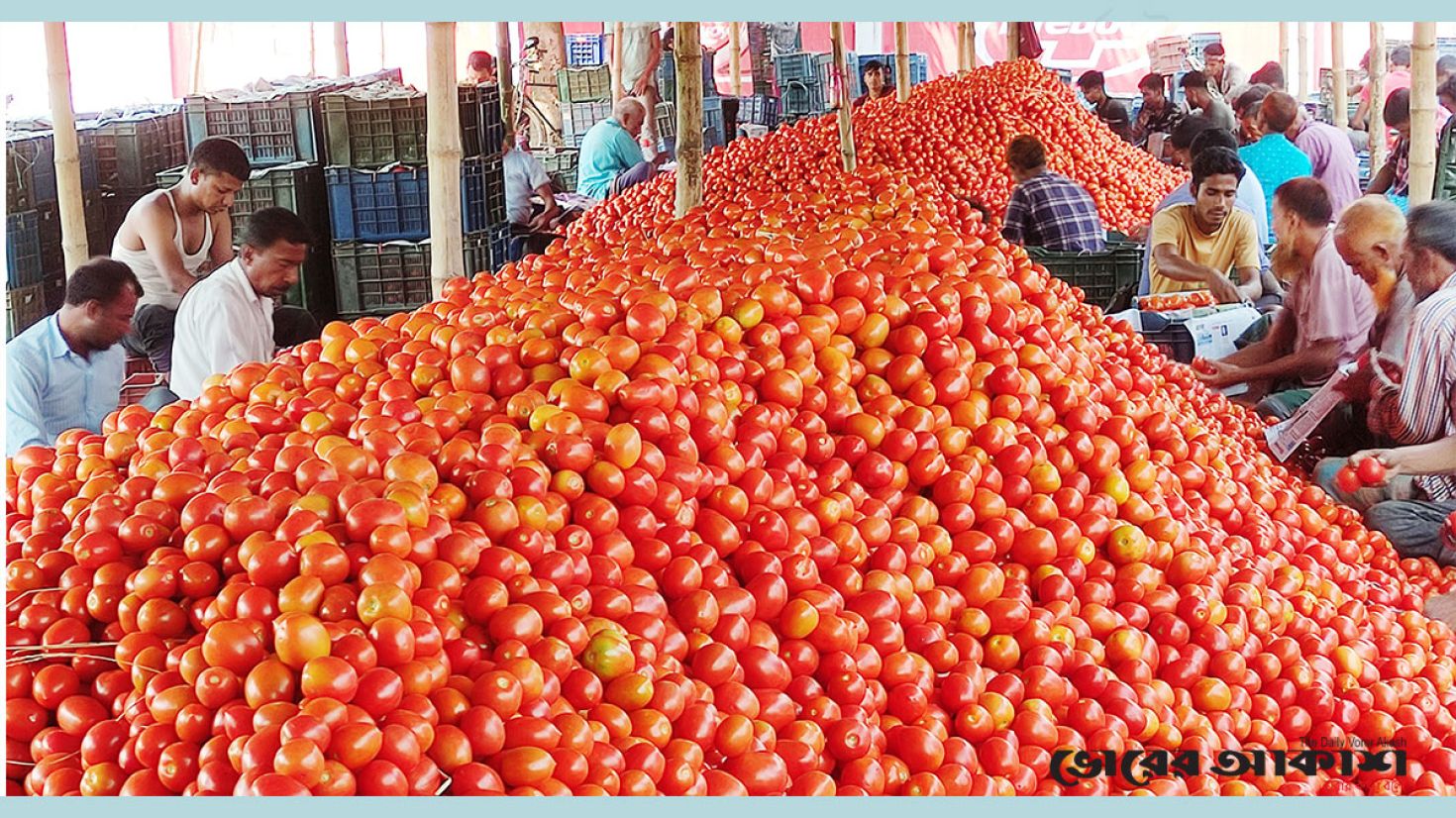 দিনাজপুরে লক্ষ্যমাত্রার বেশি টমেটো উৎপাদন, কৃষকের মুখে হাসি