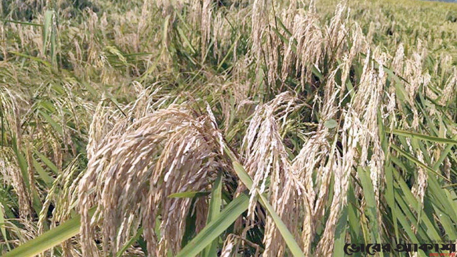 ব্লাস্ট রোগে শুকিয়ে যাচ্ছে ধানের শীষ