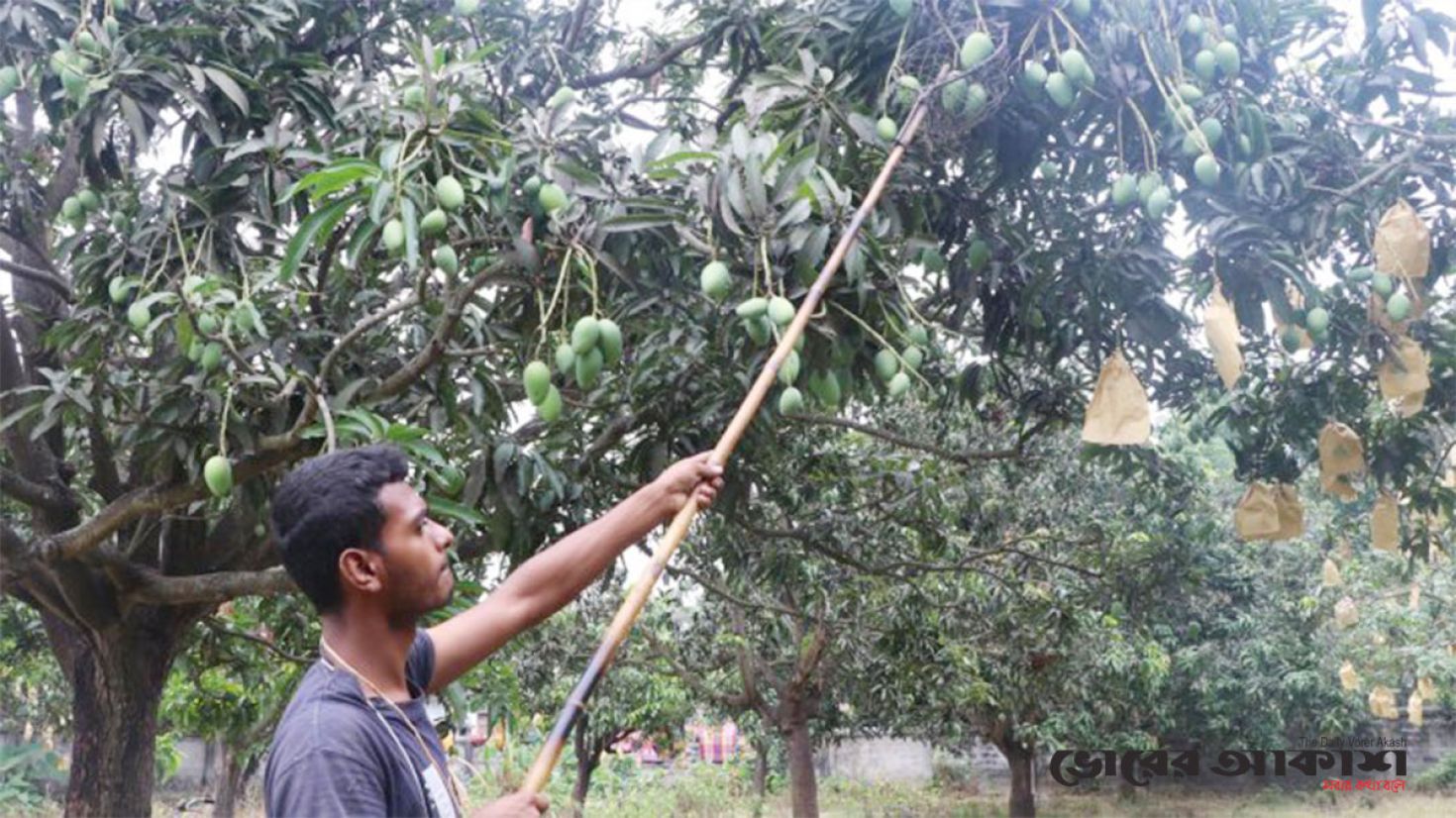 এবার আম উৎপাদন বেশি হলেও আকারে ছোট