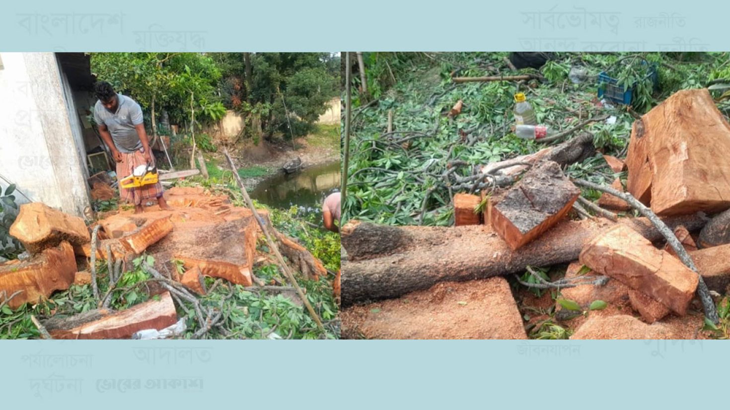 ব্রাহ্মণবাড়িয়া সড়ক বিভাগে টেন্ডার ছাড়াই কাটা হলো প্রায় শতবর্ষী ৩টি গাছ