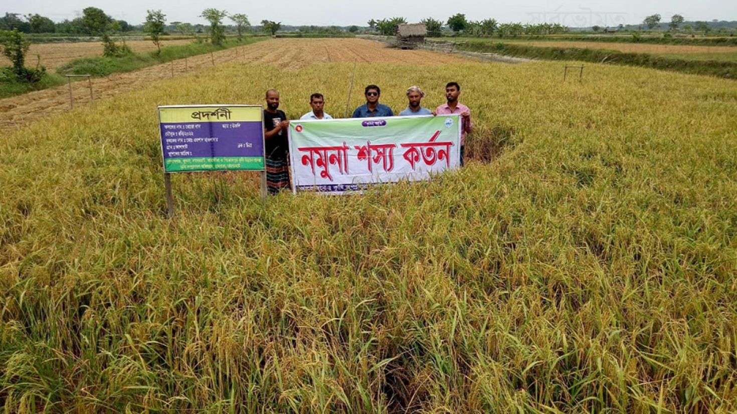 রামপালে বোরো উৎপাদন লক্ষ্যমাত্রা ছাড়িয়ে যাওয়ায় কৃষকের হাসি