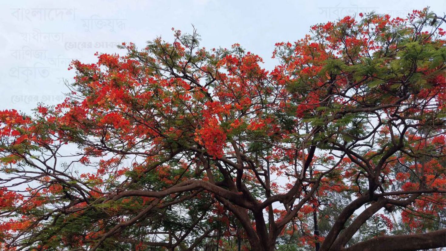 ঢাকা-ময়মনসিংহ মহাসড়কে কৃষ্ণচূড়ার ফুলে রঙিন প্রকৃতি