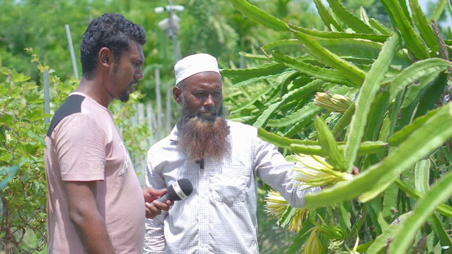 ড্রাগন ফল চাষে স্বাবলম্বী বাবুল