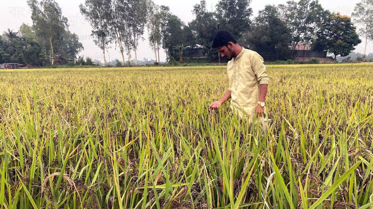 ব্ল্যাক রাইস চাষে সফল কলেজছাত্র নাহিদ