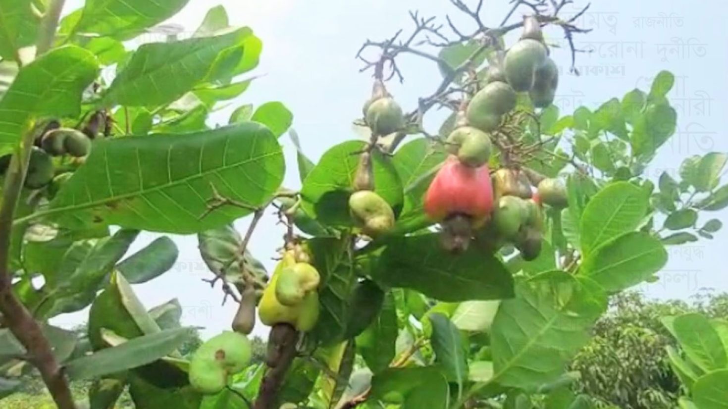 সমতল ভূমিতে কাজুবাদাম চাষ, কৃষিতে নতুন সম্ভাবনা