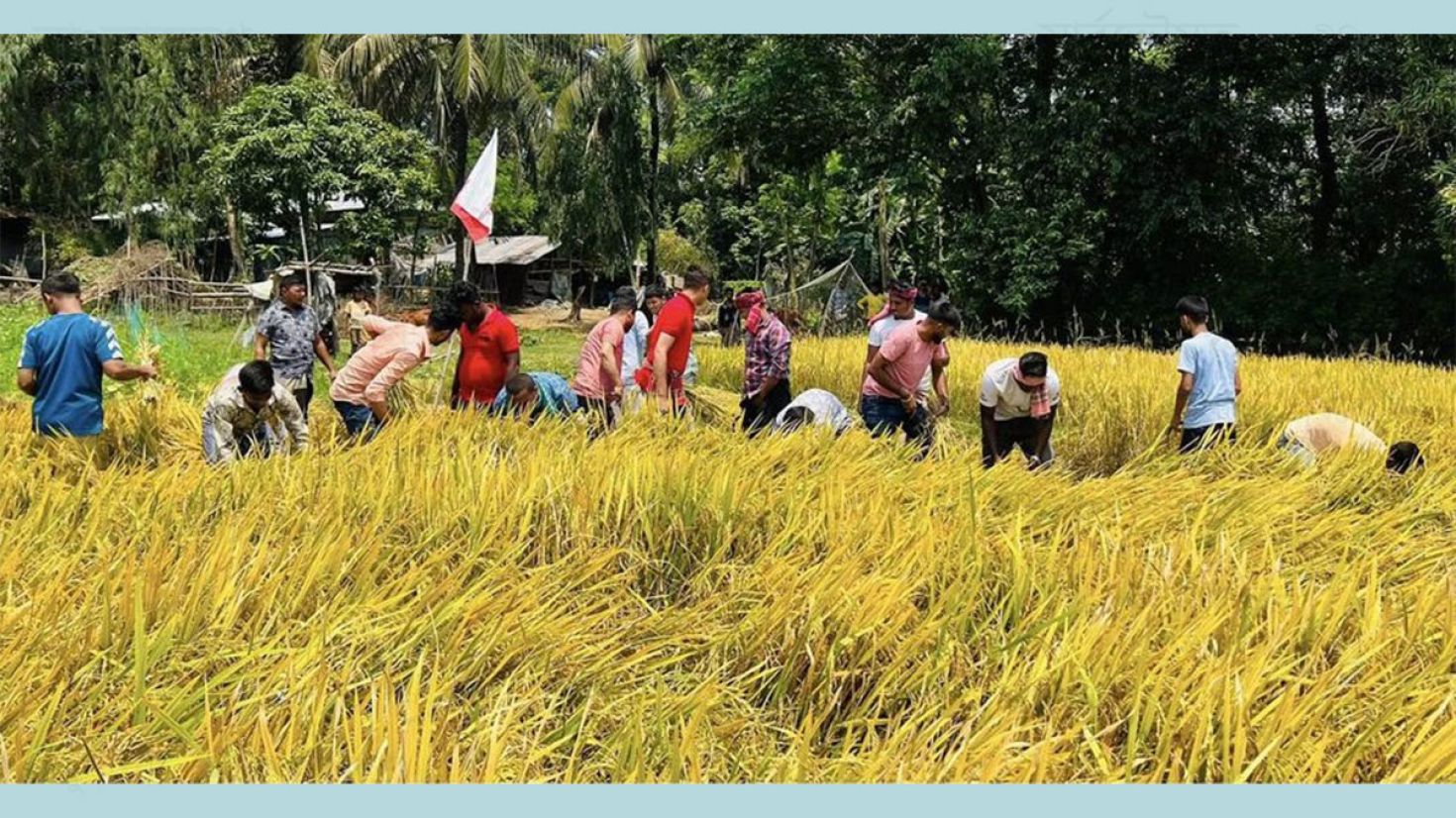 এবার বোরো ধানের বাম্পার ফলন, কৃষকের বাঁধভাঙা আনন্দ