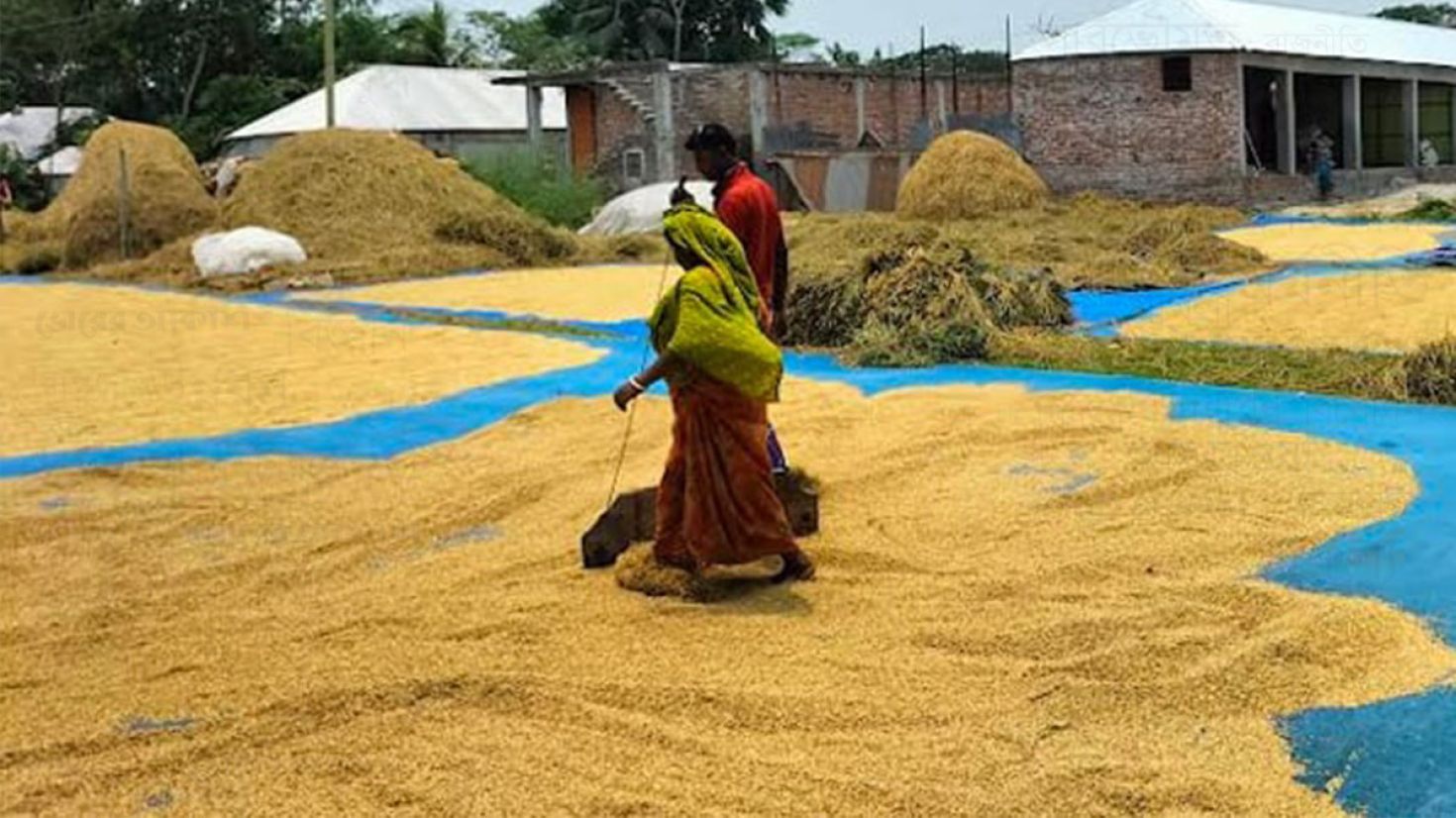 গোপালগঞ্জে লক্ষ্যমাত্রার চেয়ে বেশি ধান উৎপাদন হয়েছে