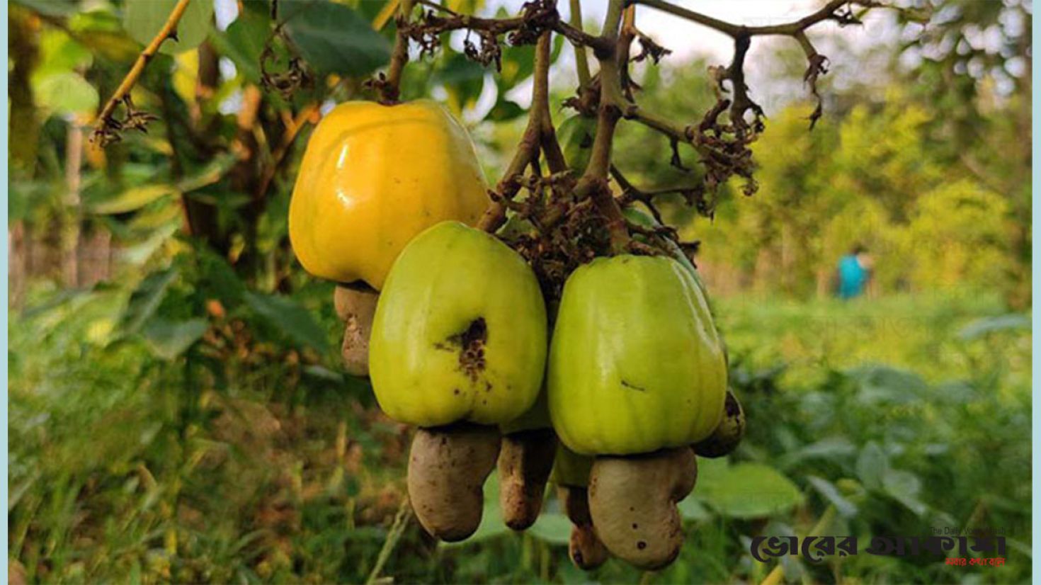 কাজুবাদাম চাষে সাফল্য, স্বপ্ন বুনছেন কৃষক