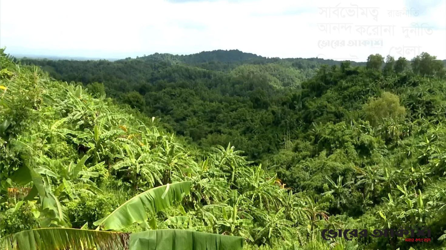 সীতাকুন্ডের ন্যাড়া পাহাড়ে বাড়ছে সবুজ বনায়ন