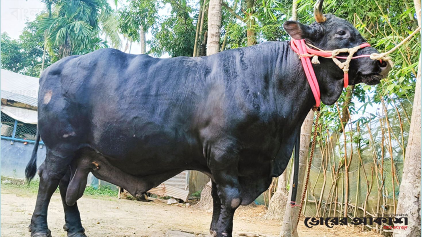 ঈদে এবারো হাট কাঁপাবে ত্রিশালের ‘কালো মানিক’