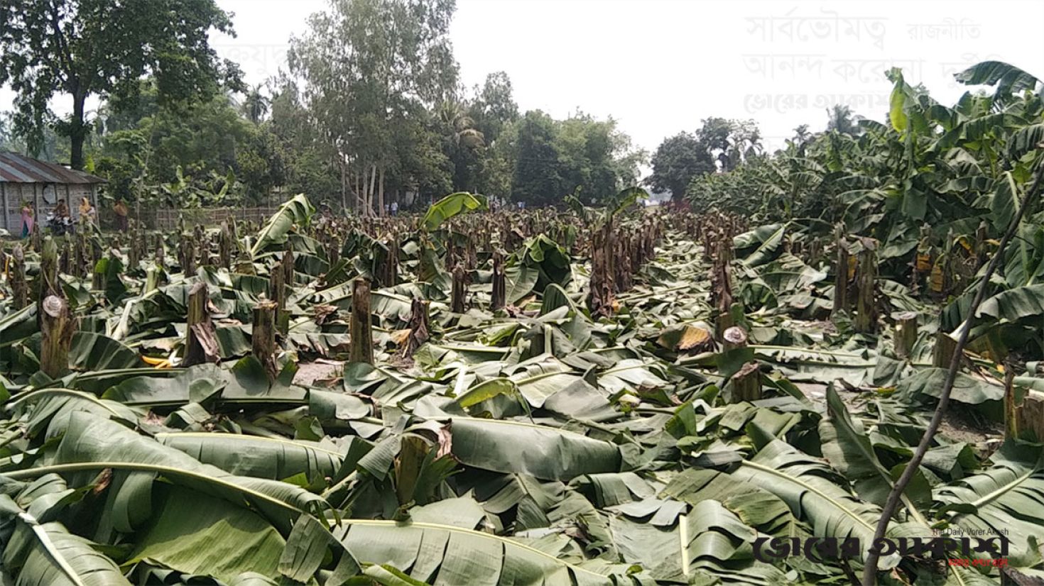 সৈয়দপুরে জমি নিয়ে বিরোধে প্রতিবেশীর কলাগাছ কেটে ধ্বংস