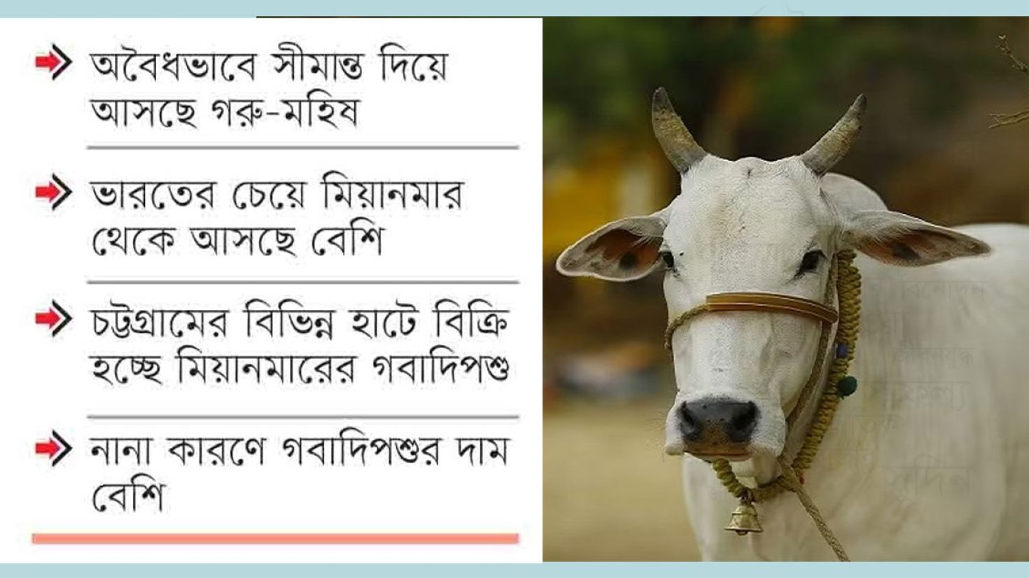 দেশে পর্যাপ্ত গবাদিপশু তবু আকাশচুম্বী দাম