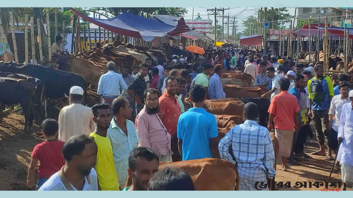 জমে উঠেছে গরুর হাট, ছোট-মাঝারি সাইজের গরুর চাহিদা বেশি