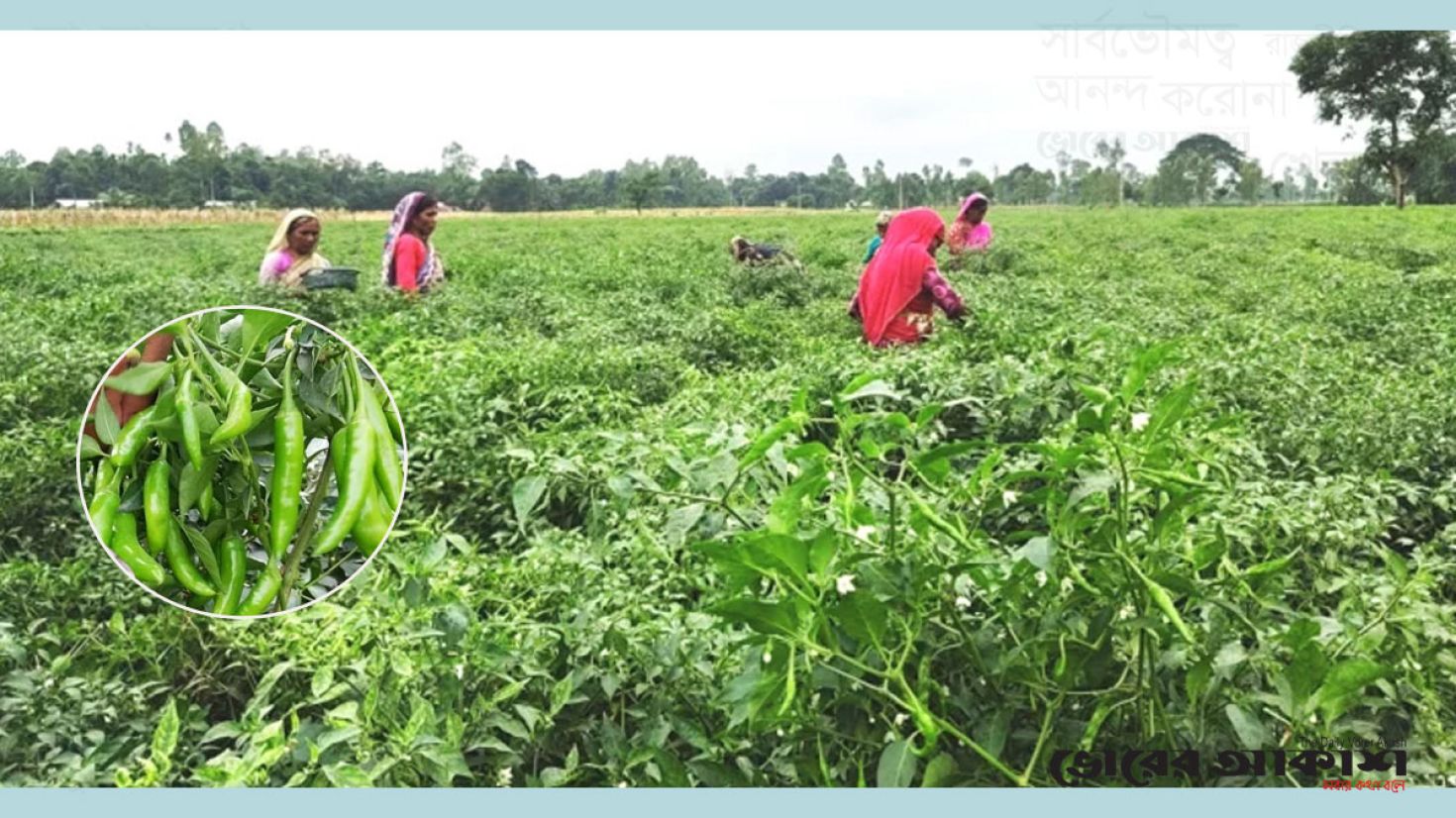 কাঁচামরিচের দাম ১০-১৫ দিনের মধ্যে স্বাভাবিক হবে