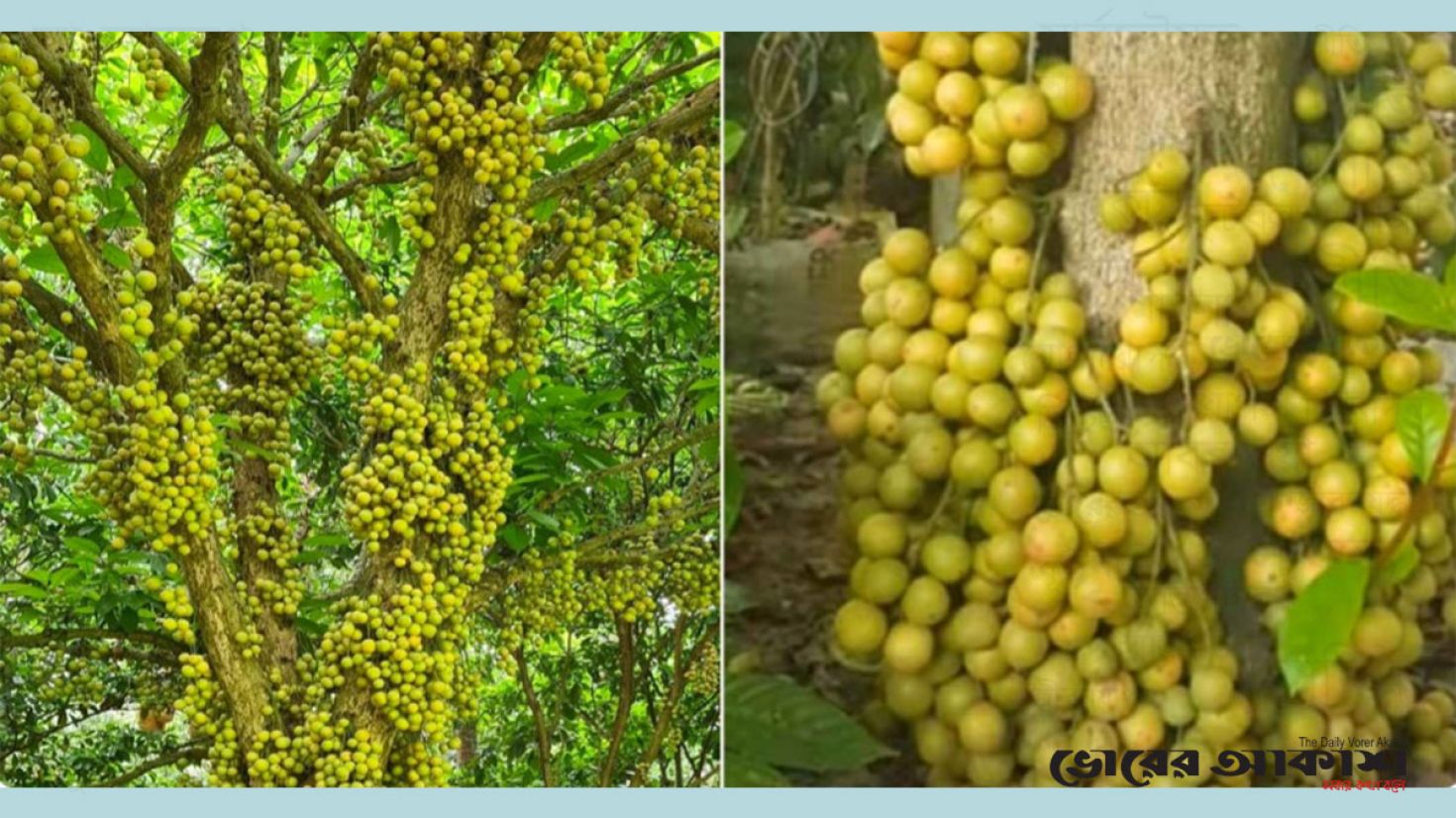 বিজয়নগরে বাণিজ্যিকভাবে লটকনের চাষ, ফলনও ভালো