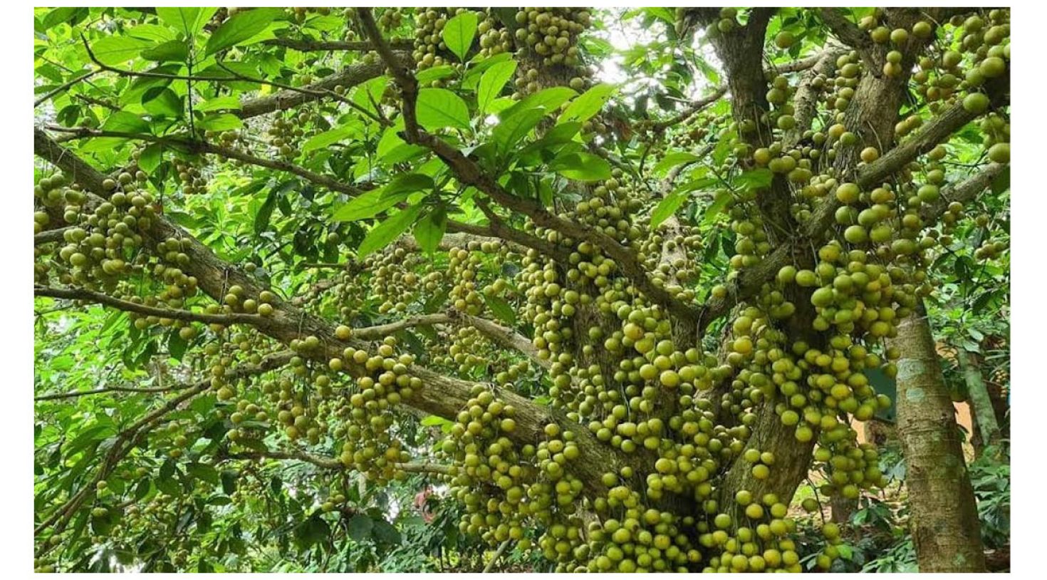 বিজয়নগরে লটকনের বাম্পার ফলন