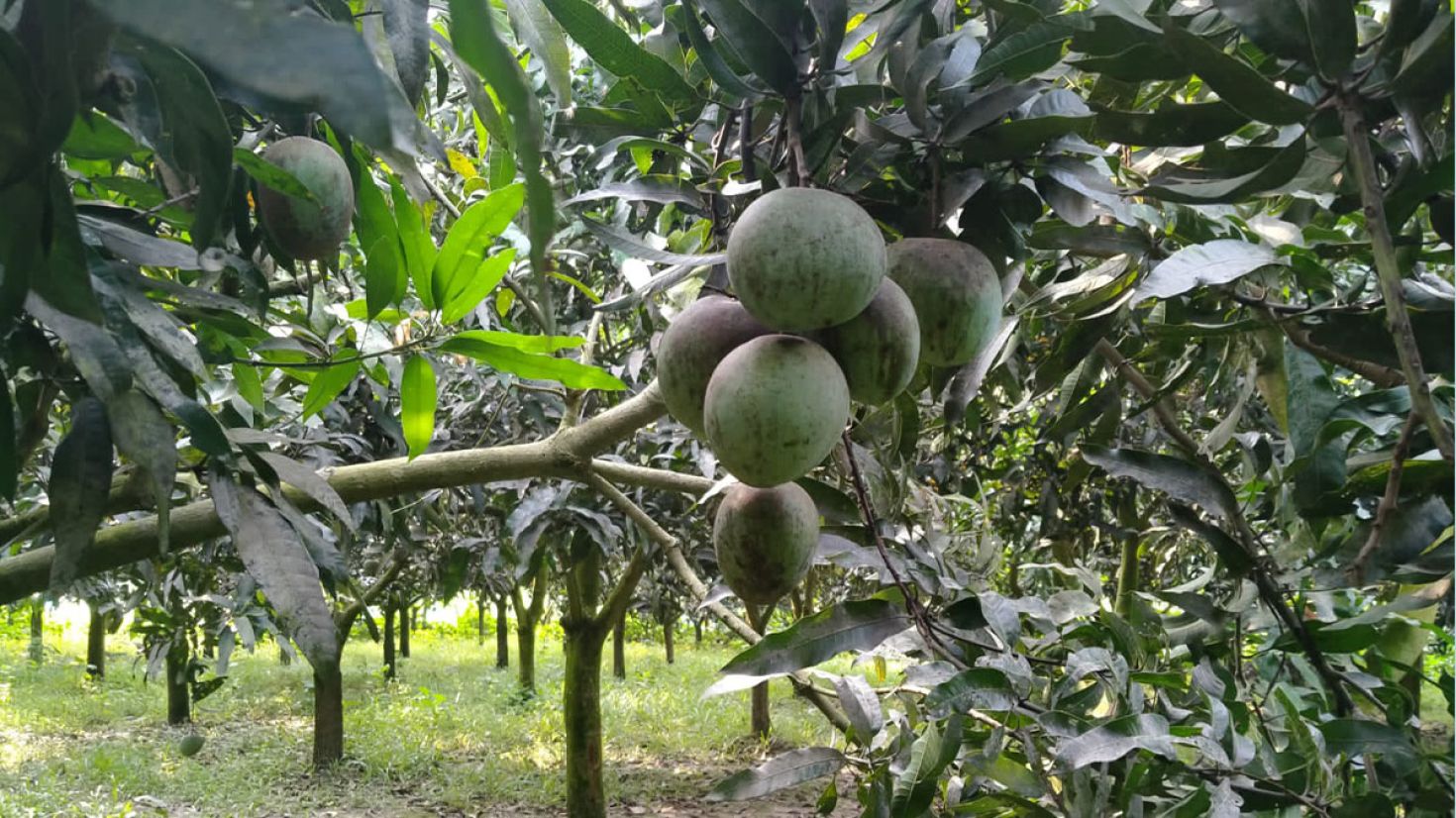 বারি-৪ জাতের আম চাষে সফল হলেও এবার ক্ষতিগ্রস্ত মুক্তাগাছার বকুল