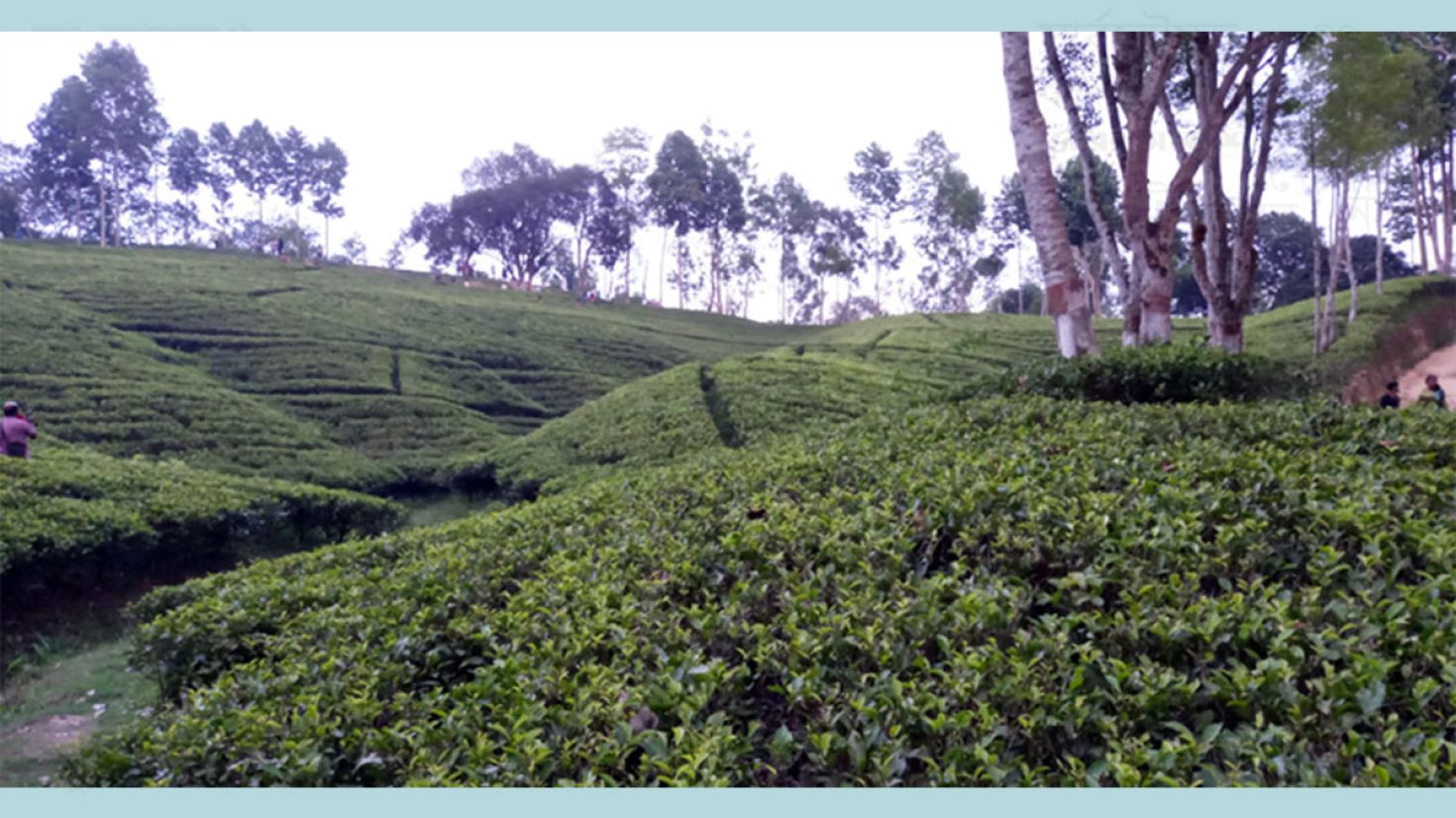 পর্যটকদের দৃষ্টি কাড়ছে দার্জিলিং টিলা